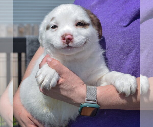 Medium Photo #3 American Staffordshire Terrier-Boston Terrier Mix Puppy For Sale in Huntley, IL, USA