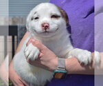 Small #2 American Staffordshire Terrier-Boston Terrier Mix