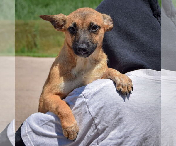 Medium Photo #5 German Shepherd Dog-Unknown Mix Puppy For Sale in Huntley, IL, USA