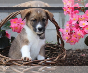 Norwegian Elkhound-Unknown Mix Puppy for sale in SHILOH, OH, USA