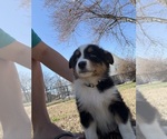 Puppy Carol Australian Shepherd