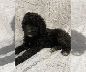 Golden Pyrenees-Goldendoodle Mix Puppy for sale in HIGH POINT, NC, USA