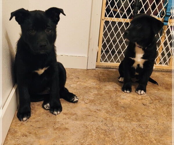 Medium Photo #6 Shepradors Puppy For Sale in Princeton, MN, USA