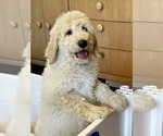 Small Photo #11 Goldendoodle Puppy For Sale in PENSACOLA, FL, USA