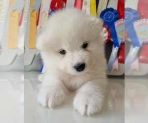 Samoyed Puppy for sale in BEVERLY HILLS, CA, USA