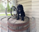 Small #3 Goldendoodle (Miniature)