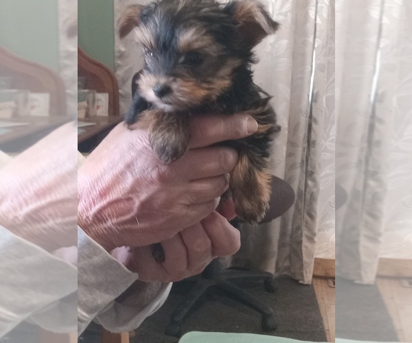 Medium Photo #2 Yorkshire Terrier Puppy For Sale in JAMAICA, IA, USA
