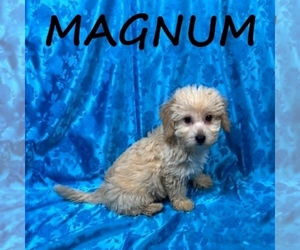 YorkiePoo Puppy for sale in HARTLAND, MN, USA