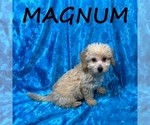 Image preview for Ad Listing. Nickname: Magnum