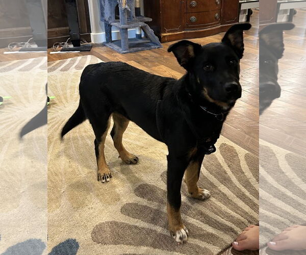 Medium Photo #2 German Shepherd Dog-Unknown Mix Puppy For Sale in Topeka, KS, USA