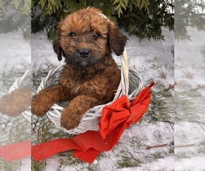 Whoodle (Miniature) Puppy for sale in MIDDLEBURY, IN, USA