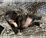 Small Photo #9 French Bulldog Puppy For Sale in NEWARK, NJ, USA