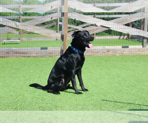 Medium Photo #2 Labrador Retriever-Unknown Mix Puppy For Sale in Chestertown, MD, USA