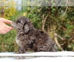 Small #47 ShihPoo