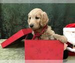 Small Photo #4 Goldendoodle Puppy For Sale in WEATHERFORD, TX, USA