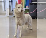 Small Siberian Husky
