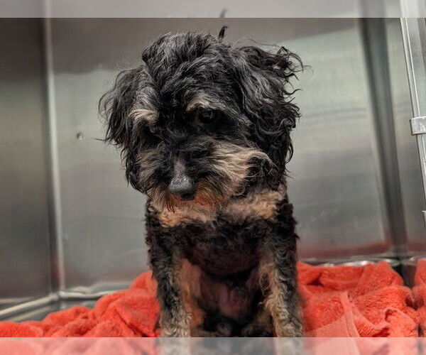 Medium Photo #1 Poodle (Miniature)-Unknown Mix Puppy For Sale in Tavares, FL, USA