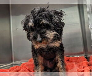 Poodle (Miniature)-Unknown Mix Dogs for adoption in Tavares, FL, USA