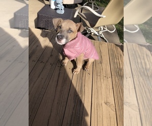 American Pit Bull Terrier-German Shepherd Dog Mix Puppy for sale in OLATHE, KS, USA