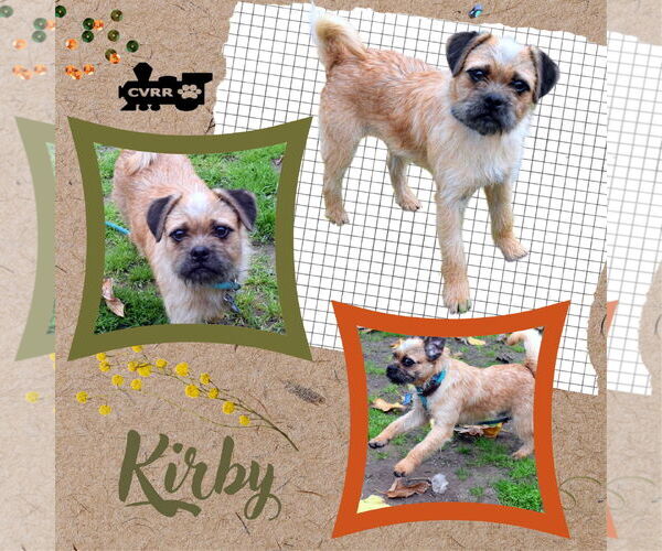 Medium Photo #1 Pug-Unknown Mix Puppy For Sale in Lindsay, CA, USA