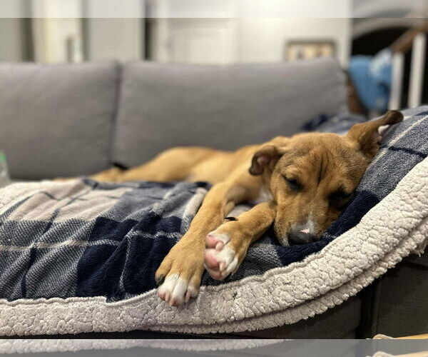 Medium Photo #7 American Pit Bull Terrier-Unknown Mix Puppy For Sale in Derwood, MD, USA