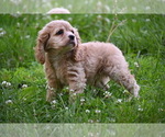 Small #14 Cocker Spaniel