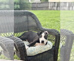 Small #1 American Staffordshire Terrier Mix