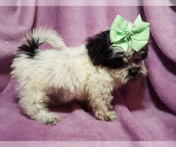 Medium Photo #3 ShihPoo Puppy For Sale in BUFFALO, MO, USA