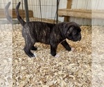 Small #1 American Bulldog
