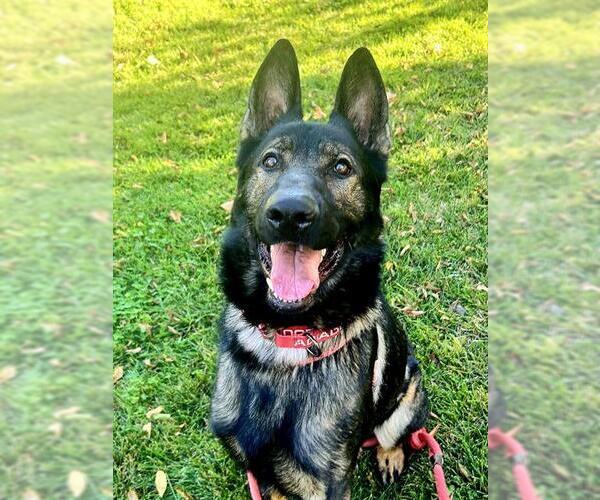 Medium Photo #3 German Shepherd Dog Puppy For Sale in Sacramento, CA, USA