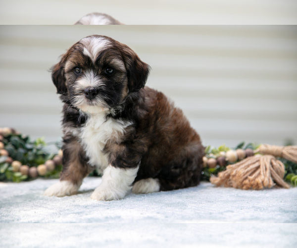 Medium Photo #13 Aussiedoodle Miniature  Puppy For Sale in MILLERSBURG, OH, USA