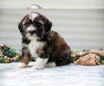 Small #1 Aussiedoodle Miniature 
