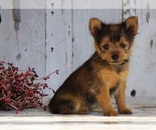 Medium Photo #3 Yoranian Puppy For Sale in FREDERICKSBG, OH, USA