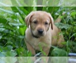 Small Photo #1 Labrador Retriever Puppy For Sale in ANNANDALE, MN, USA