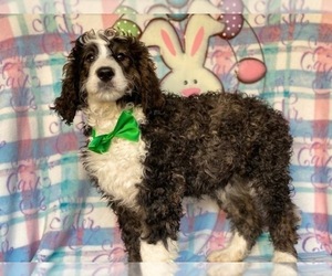 Bernedoodle Puppy for sale in LANCASTER, PA, USA