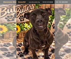 American Pit Bull Terrier Dogs for adoption in Benton, PA, USA