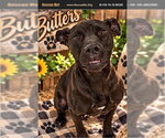 Butters - Male American Pit Bull Terrier Dog for Adoption - Small photo