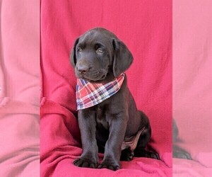 Labrador Retriever Puppy for sale in KIRKWOOD, PA, USA