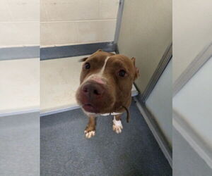 American Pit Bull Terrier Dogs for adoption in Glen Allen, VA, USA