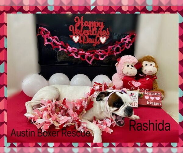 Medium Photo #2 Boxer Puppy For Sale in Austin, TX, USA