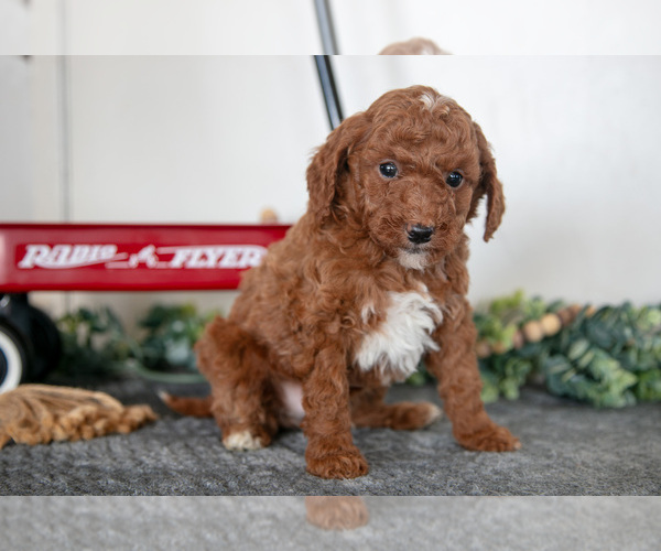 Medium Photo #3 Poodle (Miniature) Puppy For Sale in CHRISTIANA, PA, USA
