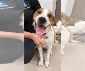 American Pit Bull Terrier-Basset Hound Mix Dogs for adoption in Baytown, TX, USA