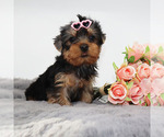 Small #3 Yorkshire Terrier