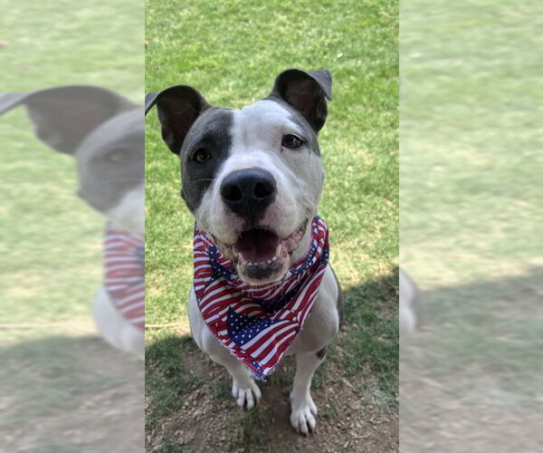 Medium Photo #2 Mutt Puppy For Sale in Plano, TX, USA