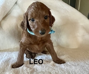 Goldendoodle Puppy for sale in CLAREMORE, OK, USA