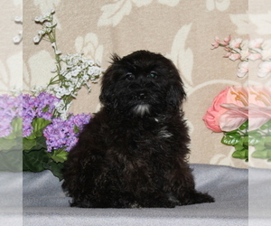 Shih-Poo Puppy for Sale in RISING SUN, Maryland USA