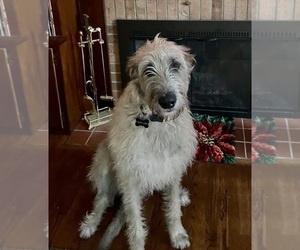 Father of the Irish Wolfhound puppies born on 01/15/2024