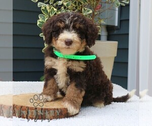 Bernedoodle (Miniature) Puppy for sale in NEW HOLLAND, PA, USA