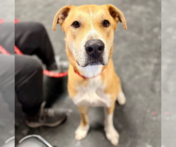 Medium Photo #11 Labrador Retriever-Unknown Mix Puppy For Sale in Canton, CT, USA