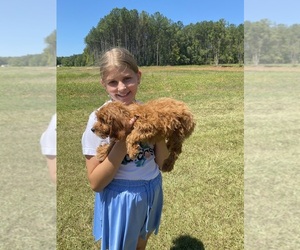Cavapoo Puppy for sale in LUTHERSVILLE, GA, USA